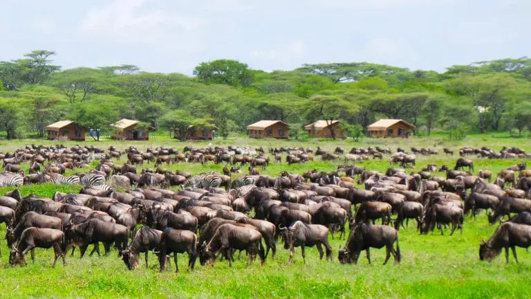 Africa Safari Serengeti Kusini
