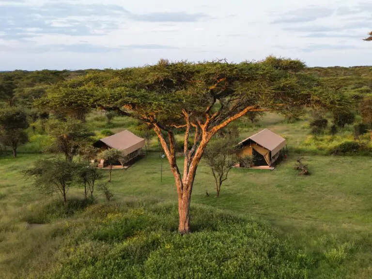 Africa Safari Ngorongoro Ndutu