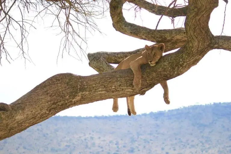 Luxury Safari Experience: Tarangire, Lake Manyara, and Ngorongoro Crater