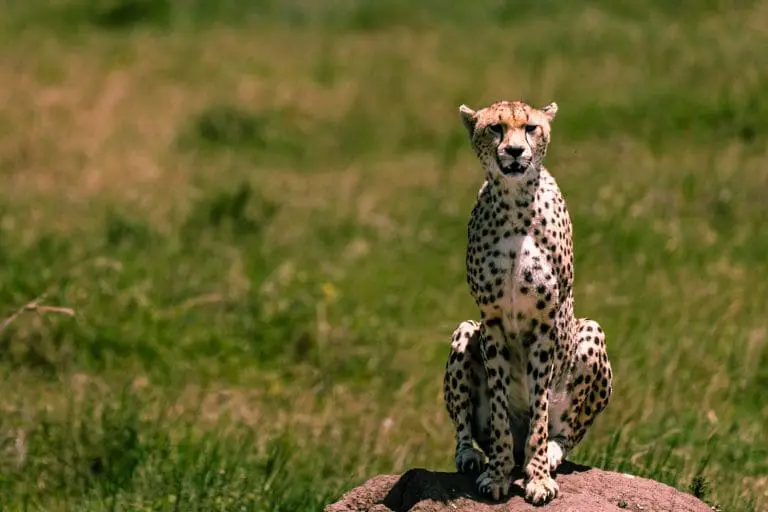 Tanzania’s 14-day Grand Safari Expedition