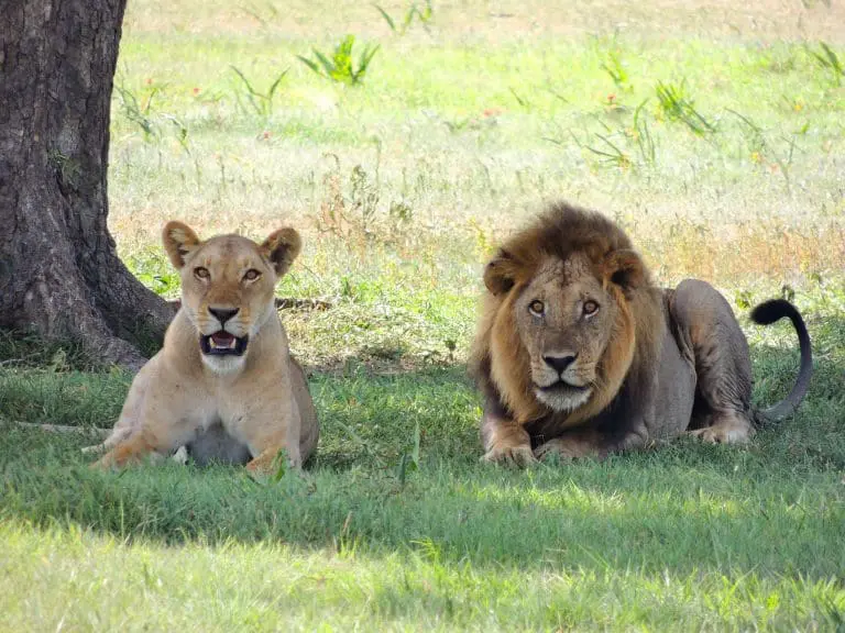 Tarangire and Ngorongoro Crater Luxury Adventure