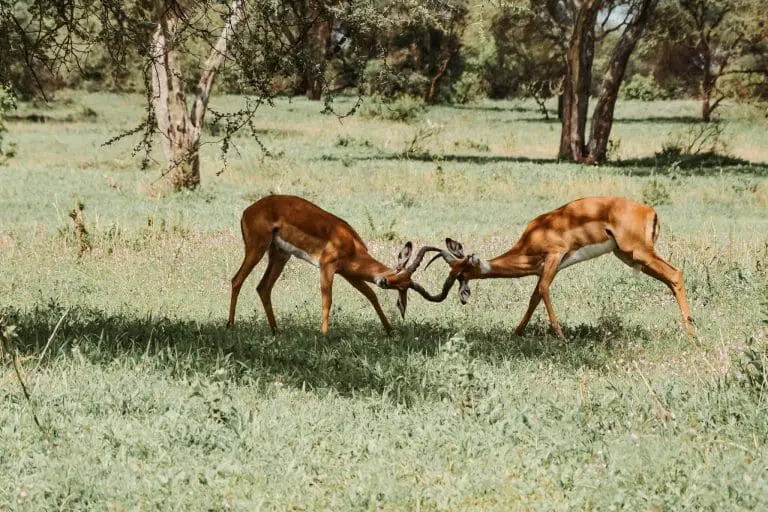 Explore Tarangire, Lake Manyara and Ngorongoro Crater