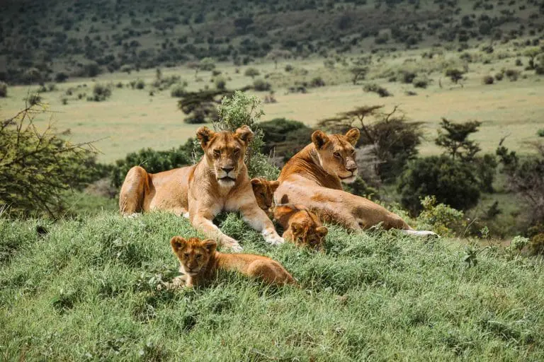 Chasing the Big Five: Roaming the African Wilderness
