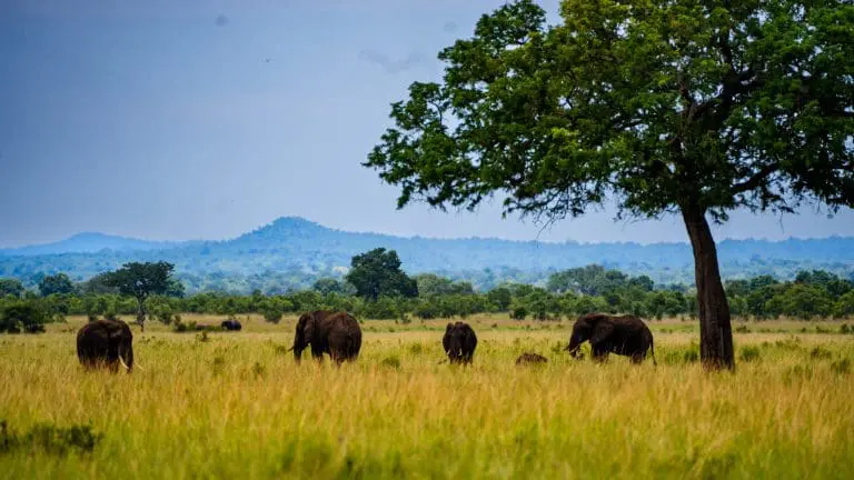 From Zanzibar: Day Trip to Mikumi National Park