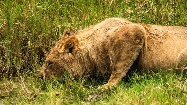Day Safari from Arusha: Ngorongoro Crater