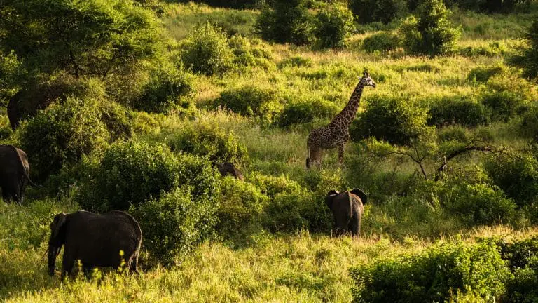 4 Days Luxury Safari Northern Parks