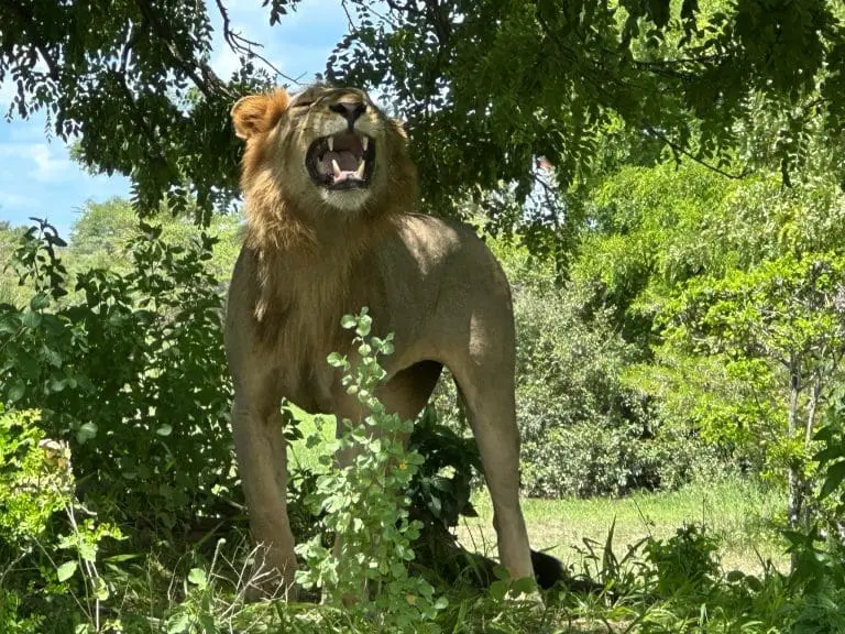 From Zanzibar: Day Safari to Selous Game Reserve