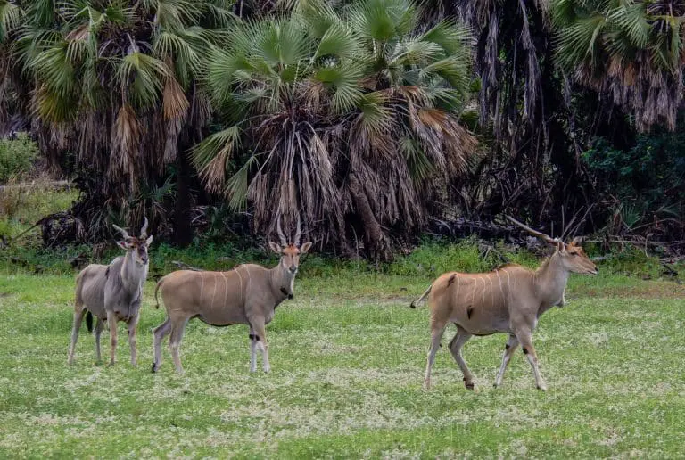 Nyerere National Park (Selous Game Reserve)