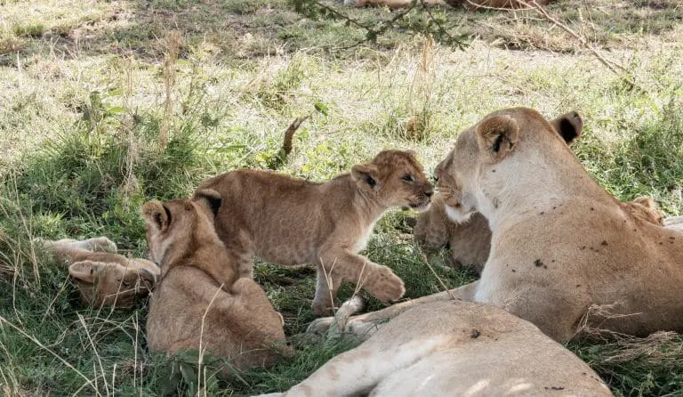 Day Safari from Arusha: Arusha National Park