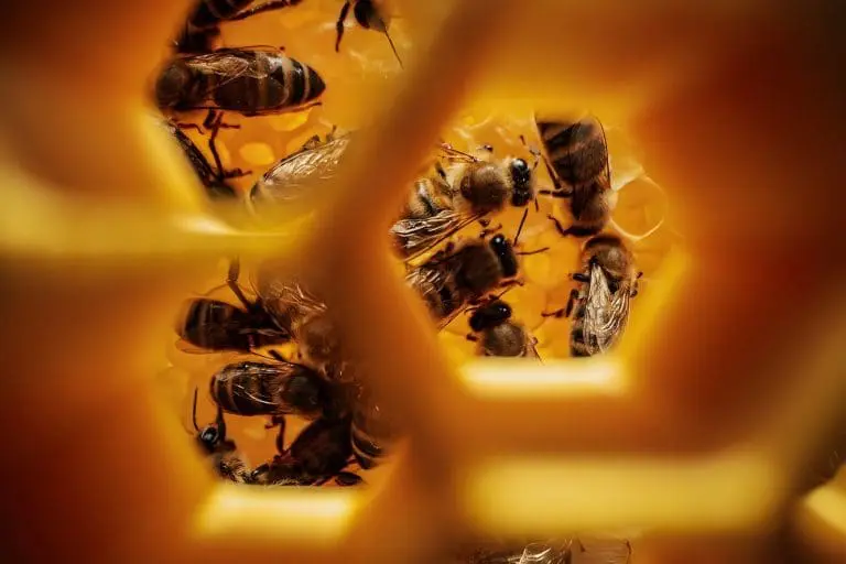 Honey Project