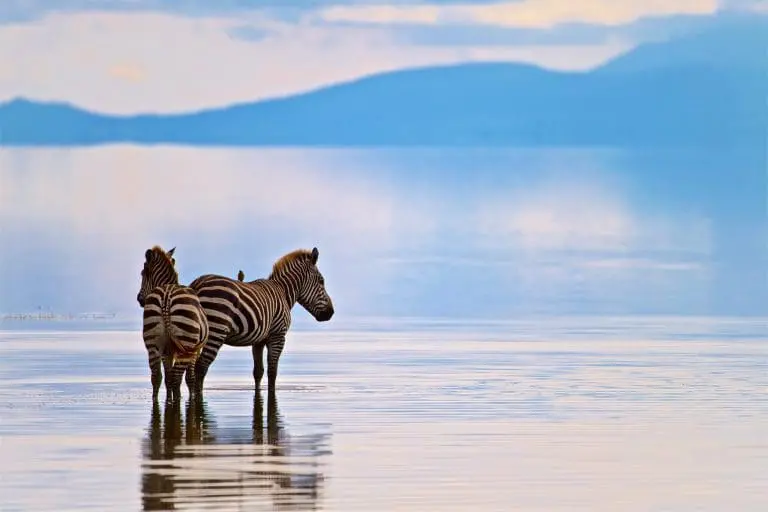 Discover the real Africa from Lake Manyara
