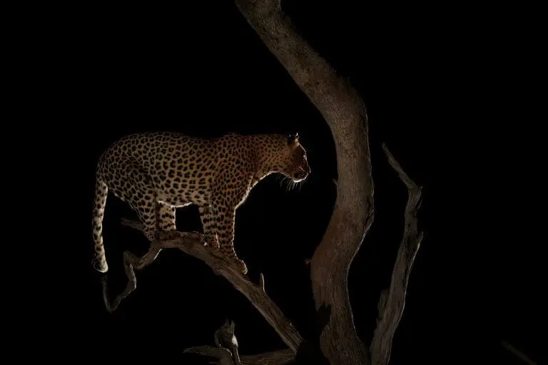 Night Game Drive