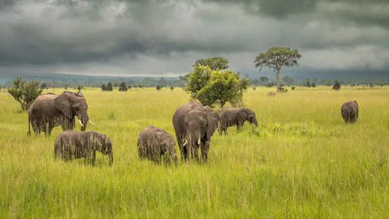 The Ultimate 3-Day Safari in Tanzania