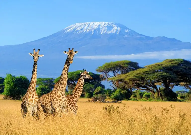 7 Day Kilimanjaro Machame Route