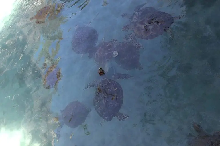 Swimming with sea turtles in Zanzibar