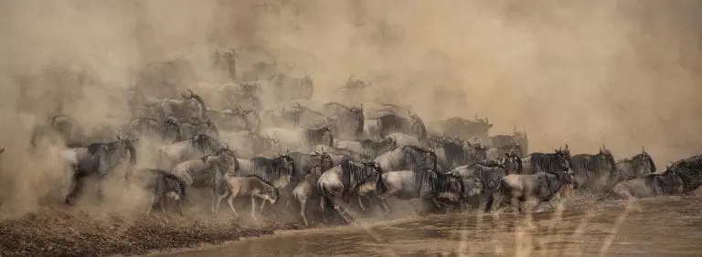 Migration Special and Tanzania Northern Circuit
