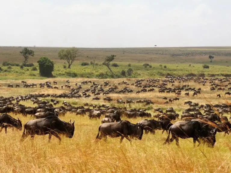 8 Day Luxury Safari in Northern Parks