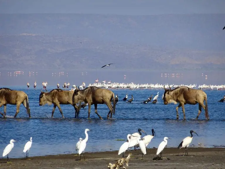 7 Day Luxury Safari in Northern Parks