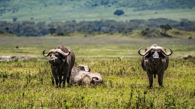 5 Days Luxury Safari Northern Parks