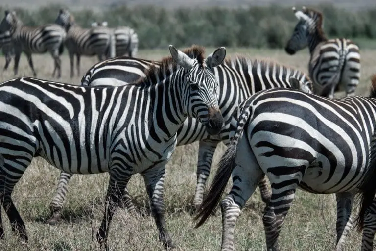 Tarangire and Ngorongoro Crater Adventure