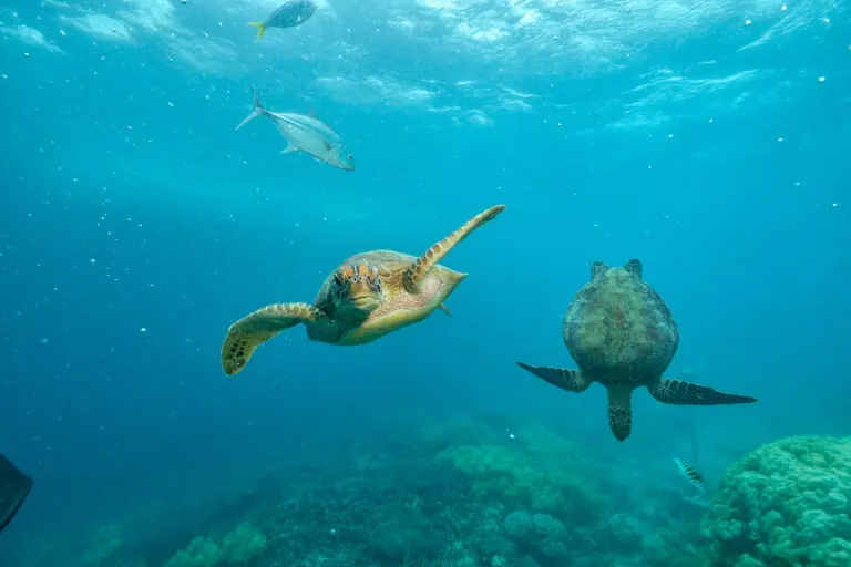 Nuotare con le tartarughe marine a Zanzibar