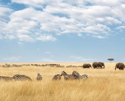 Enjoy the endless plains of the legendary Serengeti National Park with our 10 Days Tanzania Budget Safari