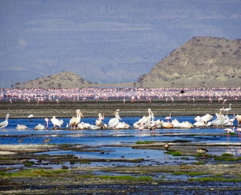 Flamingos and other water birds at the Lake Natron Wildlife Management Area