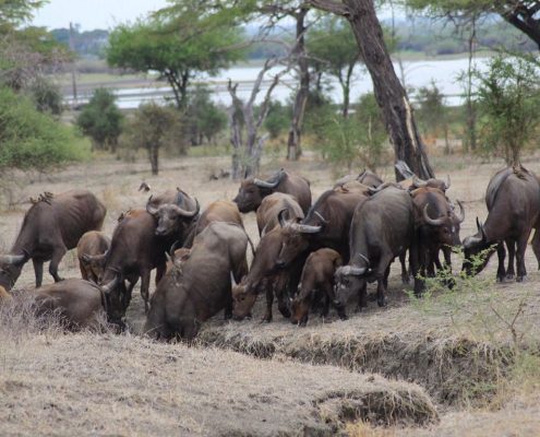 A herd of African Buffaloes in the Arusha National Park