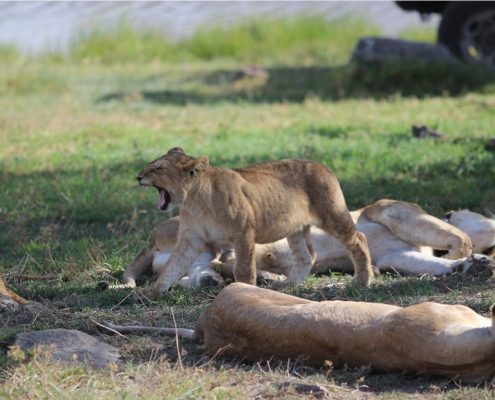 A lion family resting in the Ngorongoro Crater