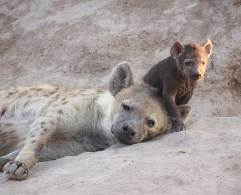 A Hyena with her new born in the Ikoma Wildlife Management Area