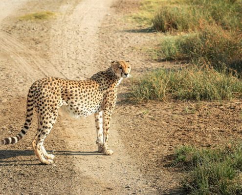 Even in the Tarangire National Park there are a few cheetahs