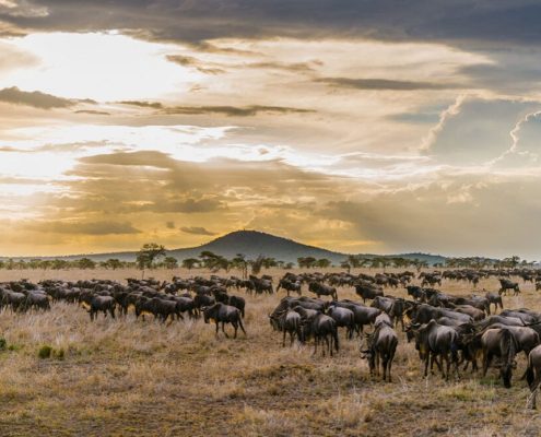 This Tanzania Safari Package brings you to the annual great migration of wildebeests in the Serengeti National Park