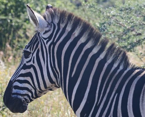 You can do a walking Safari in the Arusha National Park and see animals like this Zebra