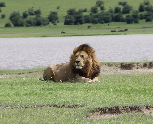 An impressive male lion in the Ngorongoro Conservation Area