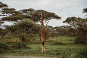 safari vacation