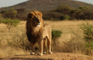 safari vacation