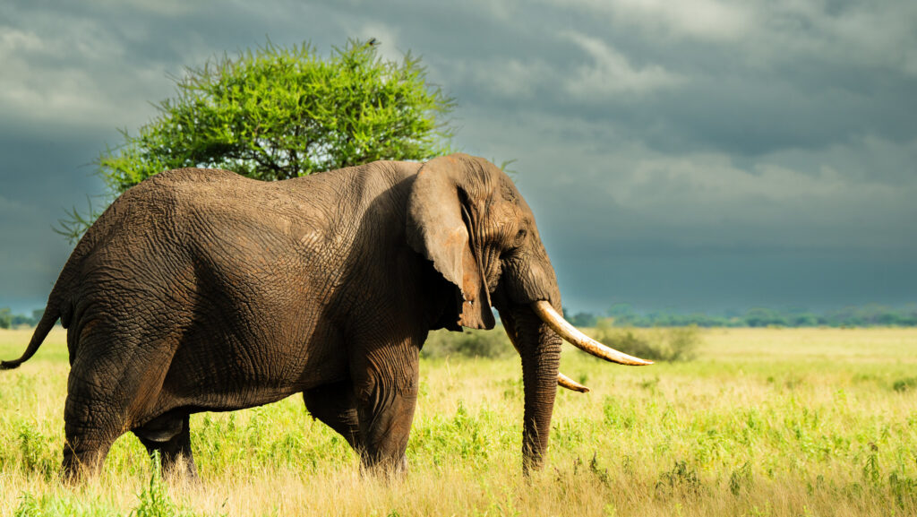 Safari in Tanzania