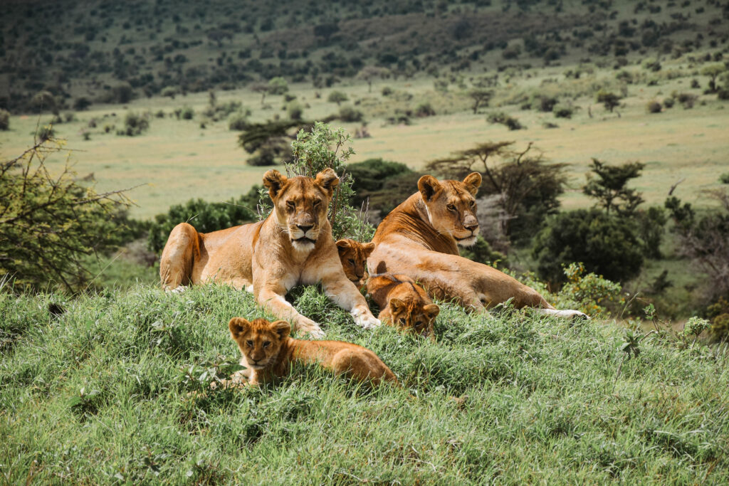 Lions