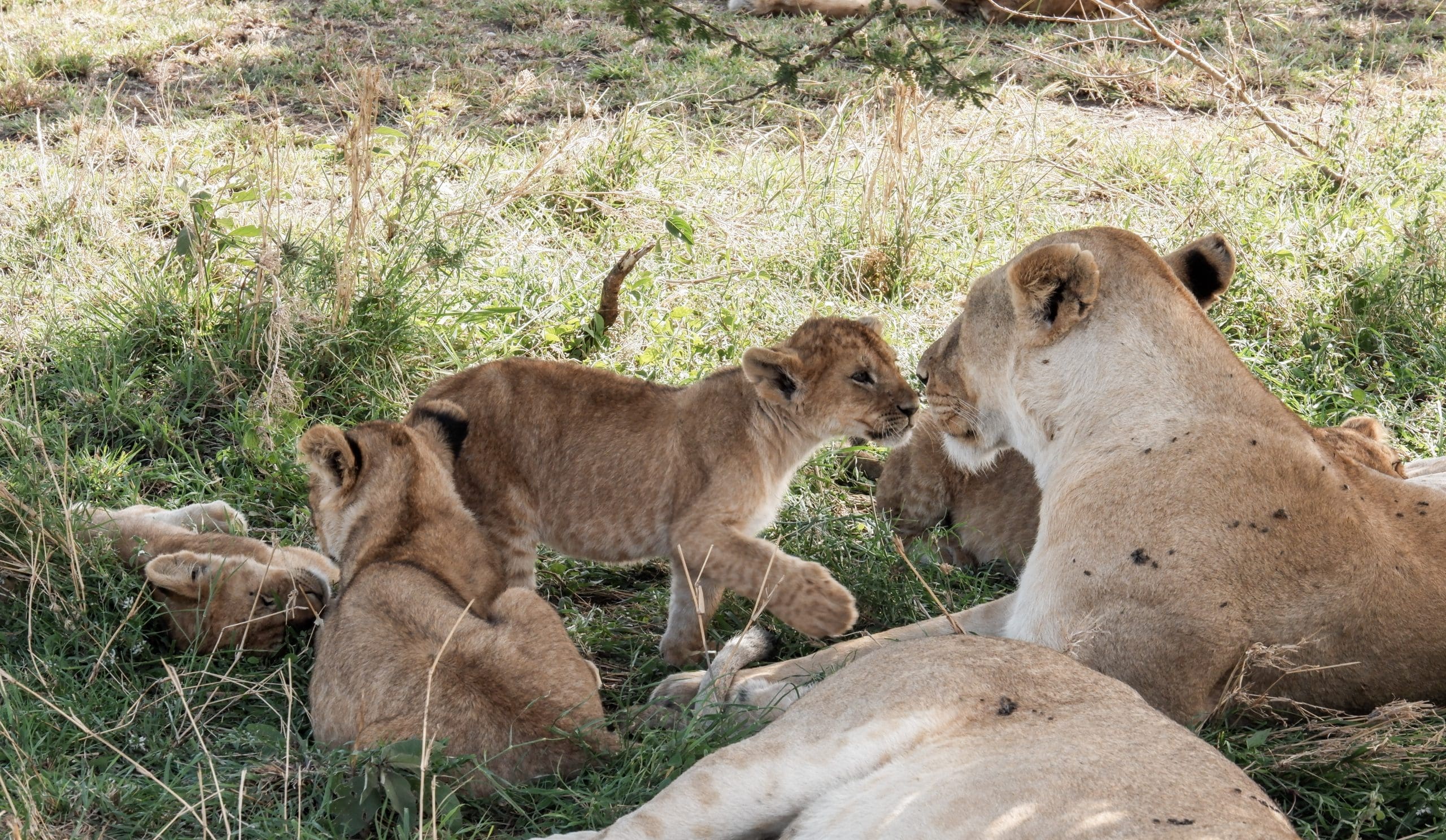 Excursión de un día al Parque Nacional de Arusha | Shemeji Safari Tour