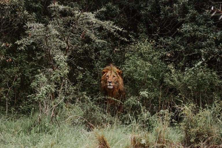 Chasing the Big Five: A Luxurious African Safari Adventure