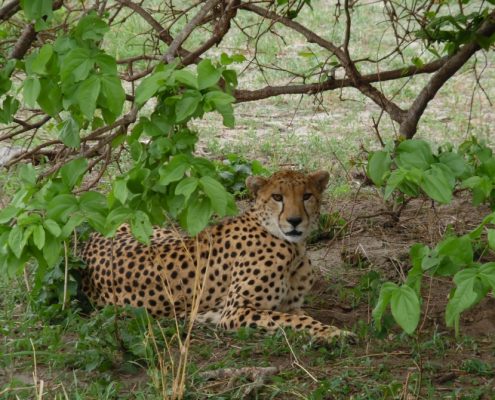 A cheetah in the Tarangire National Park