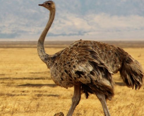 An ostrich striding in the Ngorongoro caldera