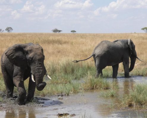 You will see many elephants during your 3 Days Safari in Tanzania