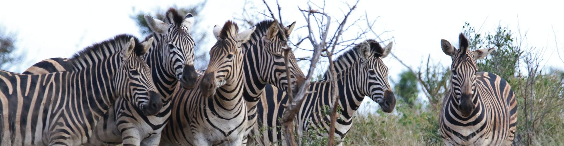 Several Zebras standing close together in a Tanzanian National Park