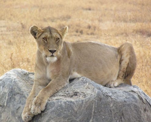 A pregnant lioness sitting on a rock in the Serengeti