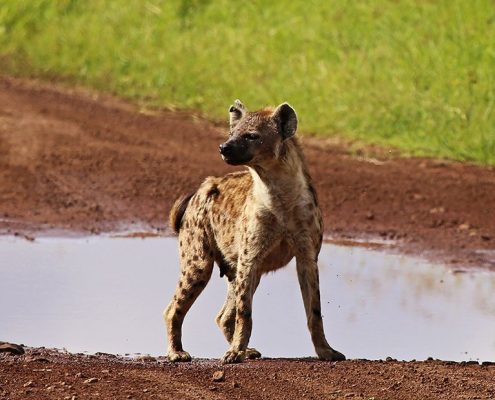 A Hyena in the crater of the Ngorongoro Conservation Area