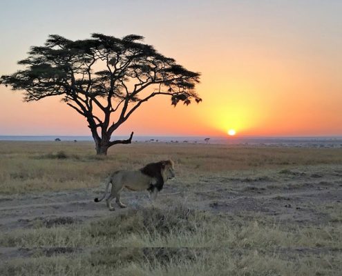 During your 4 Days Safari Tanzania tour you will have the chance to see the undisputed king of the bush - for example this lion standing on the endless plains of the Serengeti during an early morning game drive with a nice sunrise