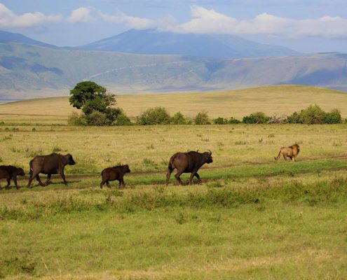 A Buffalo family with an uninterested lion in the Ngorongoro Crater area