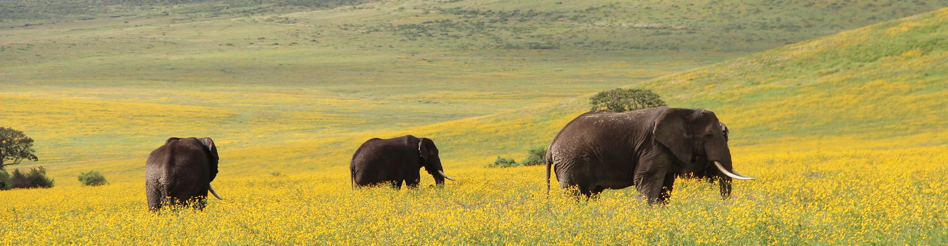 Our 4 Days Safari Tanzania brings you to the elephants of the Ngorongoro Conservation Area