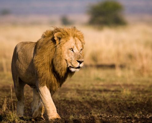 The chief of the animal kingdom in the Serengeti National Park, a male lion in its prime